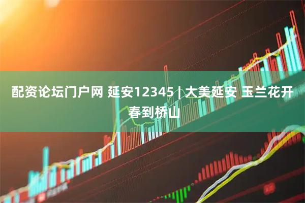 配资论坛门户网 延安12345 | 大美延安 玉兰花开 春到桥山