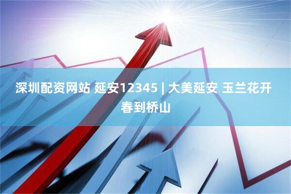 深圳配资网站 延安12345 | 大美延安 玉兰花开 春到桥山