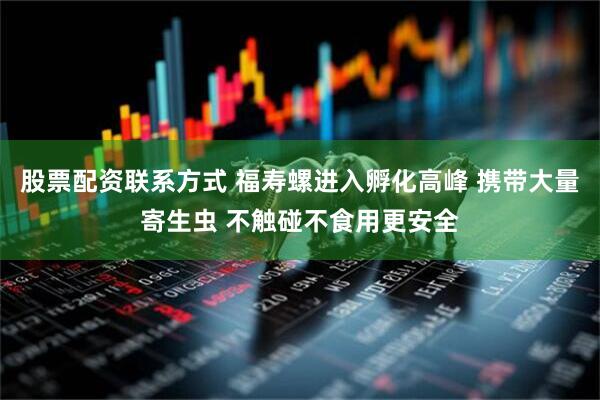 股票配资联系方式 福寿螺进入孵化高峰 携带大量寄生虫 不触碰不食用更安全