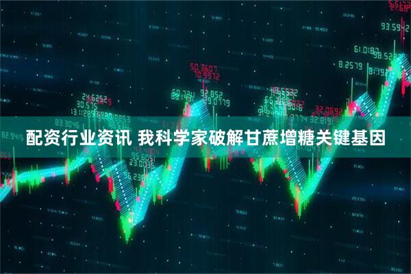 配资行业资讯 我科学家破解甘蔗增糖关键基因