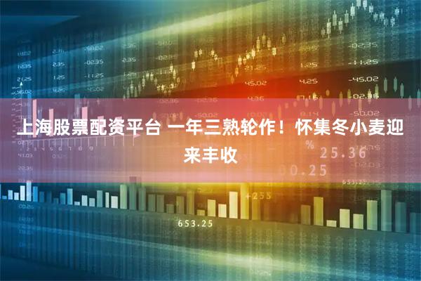 上海股票配资平台 一年三熟轮作！怀集冬小麦迎来丰收